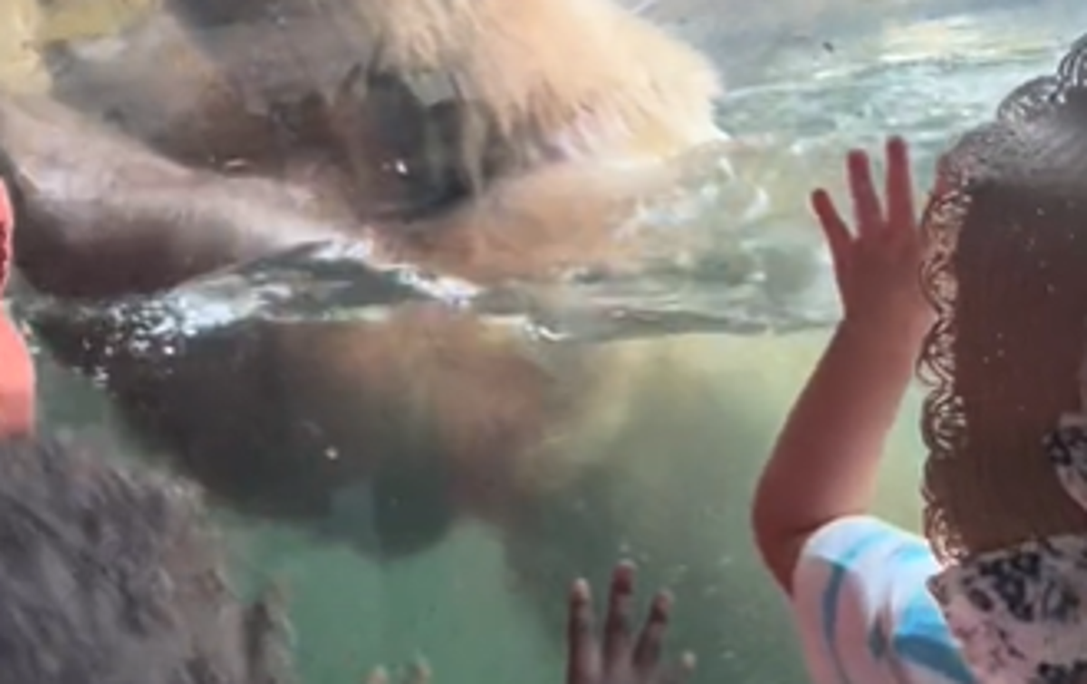 Živalski vrt | Medvedka je opazila race in jih pojedla za kosilo.  | Foto posnetek zaslona