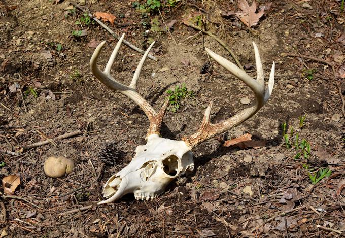 Simptomi bolezni kroničnega hiranja pri jelenjadi med drugim vključujejo zmedenost, težave z ravnotežjem, pretirano slinjenje in izgubo telesne teže.  | Foto: Shutterstock