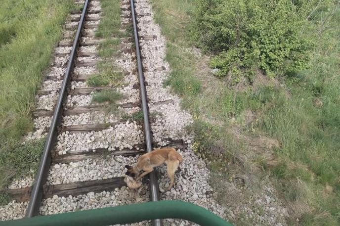 Pes | Vlak se je na srečo pravočasno ustavil.  | Foto FB/Blanka Kapus Passecker