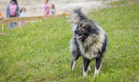 V čast edine slovenske avtohtone pasme psov tudi nagovor predsednice