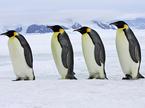 cesarski pingvin, pingvini