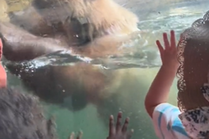 Živalski vrt | Medvedka je opazila race in jih pojedla za kosilo.  | Foto posnetek zaslona