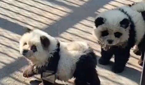 Obiskovalci živalskega vrta ogorčeni: namesto pand v kletki pobarvani psi #video