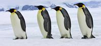 Zaskrbljujoči podatki študije o pingvinih na Antarktiki