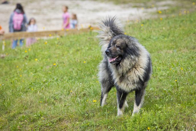 V čast edine slovenske avtohtone pasme psov tudi nagovor predsednice