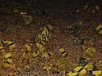 Westfallen Stadium Borussia Dortmund