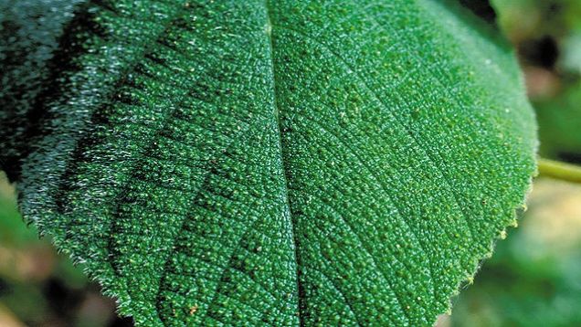Laski rastline gympie gympie so tako drobni in krhki, obenem pa se jih v kožo hkrati zapiči ogromno, zato je edini način za njihovo popolno odstranitev uporaba voska za depilacijo. Foto: iO9 | Foto: 