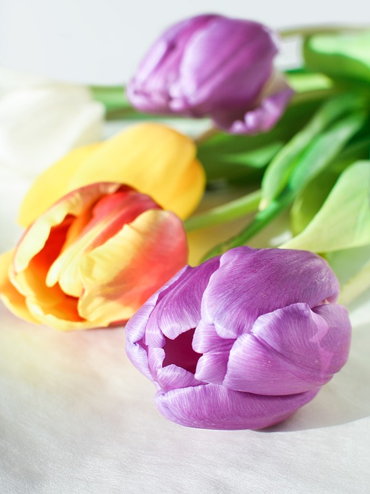 tulipan | Foto: Pixabay