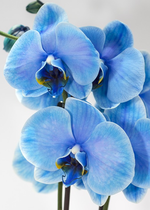 orhideja | Foto: Pixabay