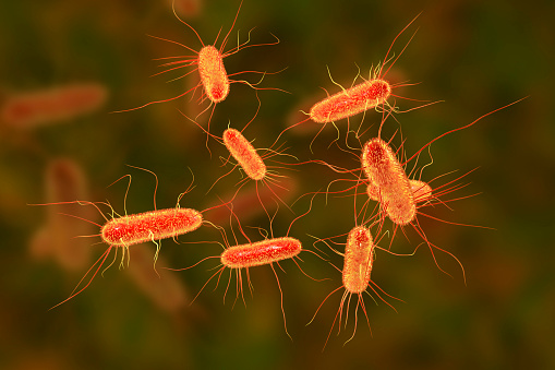 Bakterija Eschericia coli (E. coli) | Foto: Getty Images