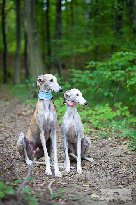 Letos bo na sporedu Maratona treh src tudi tek s psi. Organizatorji so se v ta namen povezali z društvom Hrtji svet Slovenije, ki skozi problematiko vzrejanja psov za tekmovalne namene širi zavest o humanem ravnanju s psi.   | Foto: 