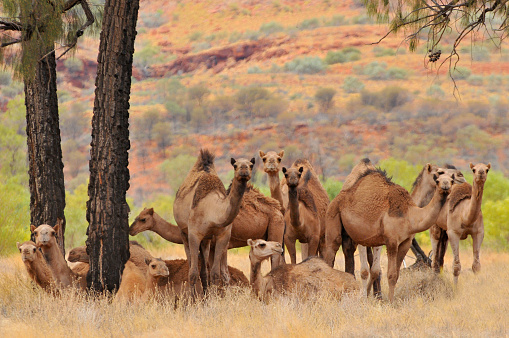Znanstveniki se bojijo, da bi kamele lahko pripomogle k naslednji globalni pandemiji. | Foto: Getty Images