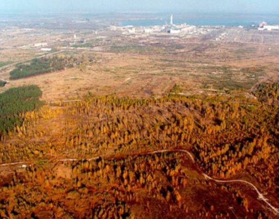 Potencialno uničevalno moč radioaktivnega sevanja je po nesreči v Černobilu izkusila tudi narava. Več kot štirje kvadratni kilometri borovega gozda v bližini mesta Pripjat so se v tednih po nesreči obarvali rdeče in odmrli. Tako imenovani Rdeči gozd je še danes eno od najbolj radioaktivno onesnaženih območij na svetu. To ruski vojski pred slabim mesecem dni med zasedbo černobilskega območja ni preprečilo kopanja jarkov v močno radioaktivna tla. Vprašanje je sicer, ali so sploh vedeli, kaj počnejo. | Foto: Twitter/Daily Loud