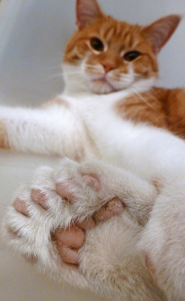 Mnogoprstne mačke imajo na šapah več prstov, kot je običajno. | Foto: Guliverimage