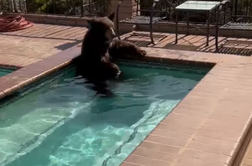 Medved si je privoščil ohladitev v bazenu, prestrašeni sosedje na pomoč poklicali policijo #video