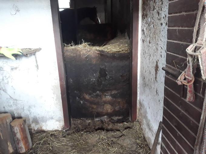 Vhod v hlev je blokiral več kot meter gnoja.  | Foto: Facebook/ Društvo za zaščito konj