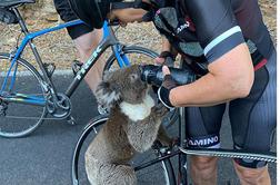 Ljubek prizor: žejna koala ustavila avstralske kolesarje #video