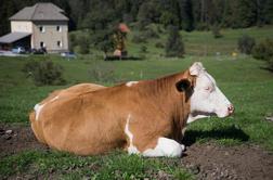 Sum norih krav na Dolenjskem