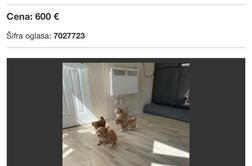 Nova spletna goljufija: 600 evrov za psa, ki ga nikoli ni dobila