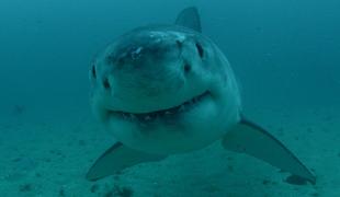 Na programu Discovery se začenja 30. izdaja tedna morskih psov #video