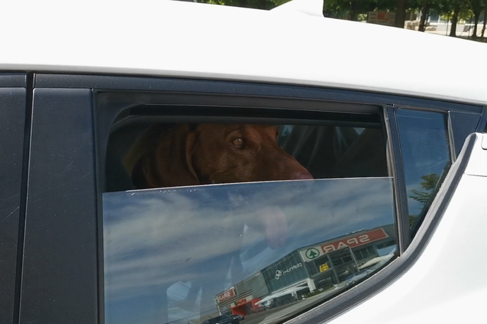 Pes, avto, vročina | Policisti opozarjajo, da moramo biti pri približevanju psom, ki so jih lastniki pustili na soncu v parkiranih avtomobilih, previdni, saj so lahko agresivni. Tale kuža na fotografiji je bil, pa čeprav mu je bilo zelo vroče, sicer zelo prijazen. | Foto Matic Tomšič