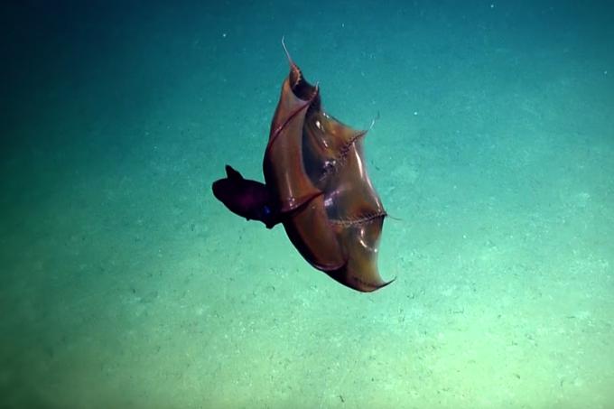 Nekatere morske živali, na primer izmuzljivi in zelo redko opaženi vampirski ligenj (na fotografiji), so se sicer prilagodile življenju v conah minimalne koncentracije kisika, ker ga znajo iz vode pridobivati bolj učinkovito. A ta bitja so odločno v manjšini.  | Foto: YouTube