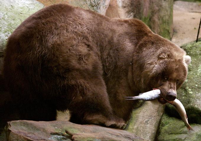 Na Kodiaškem otočju na Aljaski živi okrog 3.500 rjavih medvedov. | Foto: Reuters