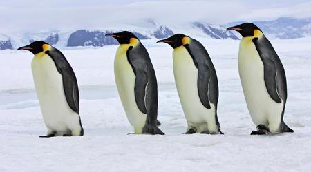 Zaskrbljujoči podatki študije o pingvinih na Antarktiki
