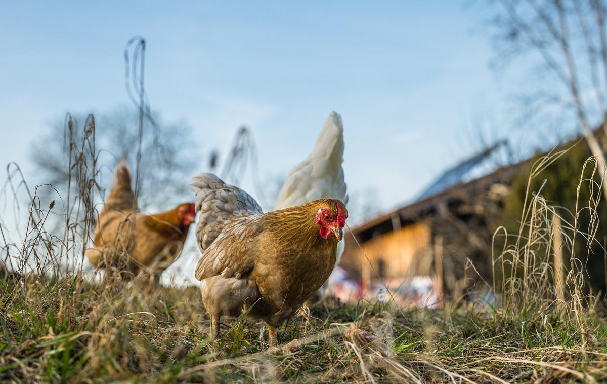 kokoši | Pristojni rejce pozivajo, naj bodo pozorni in dosledno upoštevajo preventivne ukrepe.  | Foto Pixabay