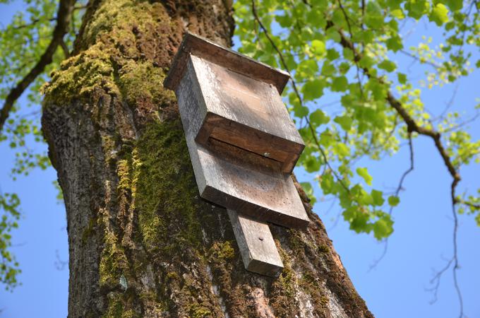 Ploščata lesena netopirnica, ki jih v društvo za varstvo netopirjev postavljajo kot potencialna zatočišča za netopirje. | Foto: Simon Zidar