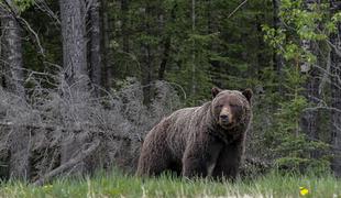 Medvedka napadla lovca. Zlom roke, poškodovana rebra in rane na hrbtu. #video