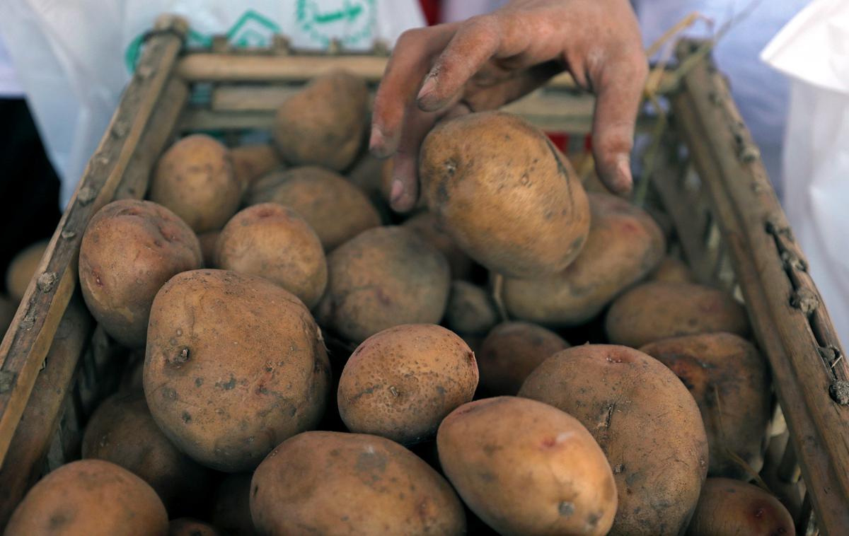 krompir, hrana, živilo | Na Hrvaškem so lani zaradi suše pridelali od 50 do 60 odstotkov manj krompirja. | Foto Reuters