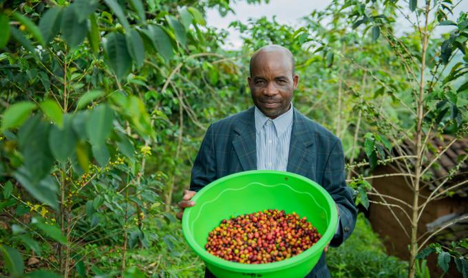 Jean Damascene Karutumiya je 61-letni pridelovalec kave iz okrožja Rutsiro v severozahodni Ruandi, ki goji kavovce že od leta 1980. Prvotno plantažo s tridesetimi kavovci je povečal na petsto. Pridelava kavnih zrn mu omogoča, da preživlja svojih devet otrok, zgradil pa je tudi hišo za svojo družino. | Foto: 