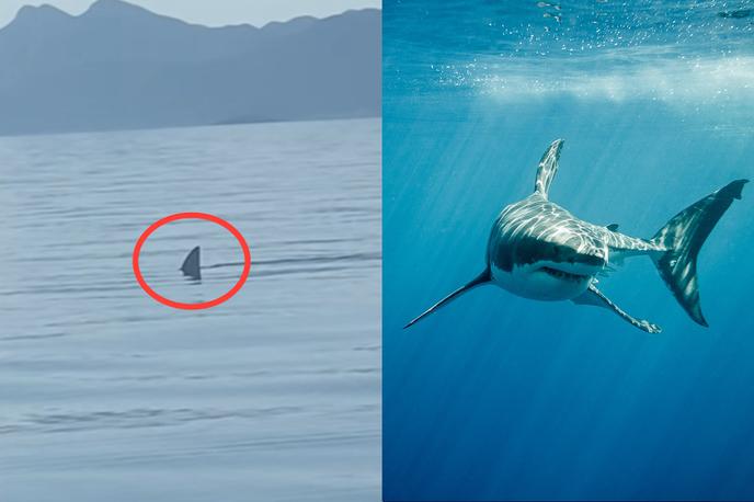 Morski pes | V komentarjih pod videoposnetkom se je vnela žgoča razprava, ali plavut pripada velikemu belemu morskemu psu, morskemu psu maku ali sinjemu morskemu psu (modrulji). | Foto Shutterstock / Facebook (posnetek zaslona)