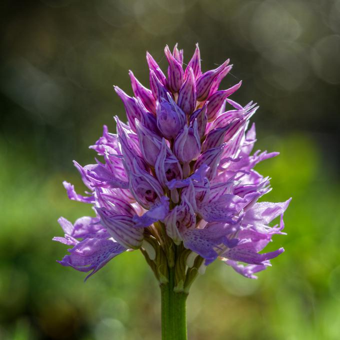 Zaprti cvetovi orhideje | Foto: Getty Images