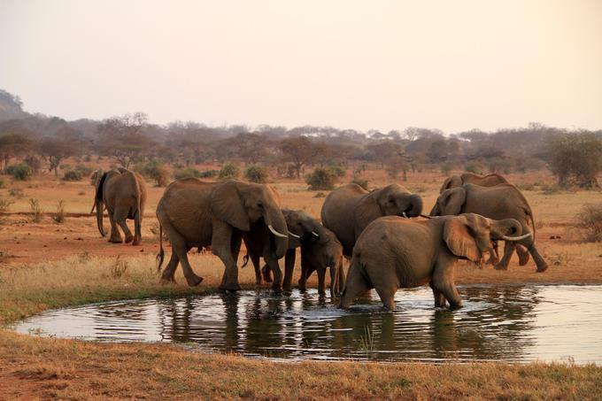 svetovni dan slonov | Foto: Thinkstock