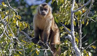 Opice s pomočjo cepiva odporne proti eboli