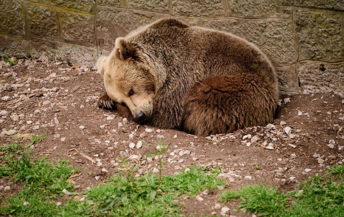 medved | "Medvede v Sloveniji uporabljajo kot predmet politične in medijske manipulacije ter kot vir zaslužka," so poudarili v slovenskih nevladnih organizacijah. | Foto STA