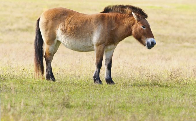 Prvi naj bi udomačili konje prebivalci kulture Botai na severu današnjega Kazahstana pred okoli 5.500 leti. Niso pa udomačili današnjih domačih konj, ampak drugo konjsko vrsto. Potomec te konjske vrste, ki zdaj živi v divjini, je dobil ime przewalski konj ali mongolski divji konj (na fotografiji). Po najnovejši študiji o konjski DNK je przewalski konj bolj soroden konjem, ki so živeli v neolitski Anatoliji, bakrenodobni srednji Aziji ter v srednji in vzhodni Evropi pred tretjim tisočletjem pred našim štetjem, kot domačim konjem. To nakazuje, da ni prišlo do selitve anatolskih konj v srednjo Azijo čez Kavkaz (drugače bi se pomešali z domačimi konji), ampak verjetno južno od Kaspijskega morja pred približno 5.500 leti. | Foto: Guliverimage/Vladimir Fedorenko