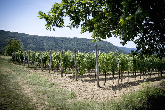 Lega vinogradov je odlična za refošk. | Foto: Ana Kovač