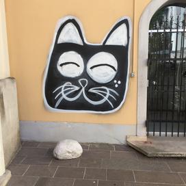 mačji grafit