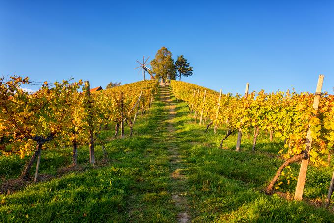 vinograd, Štajerska | Foto: Shutterstock
