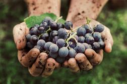 Kaj vpliva na okus vina, zemlja ali mikrobi?