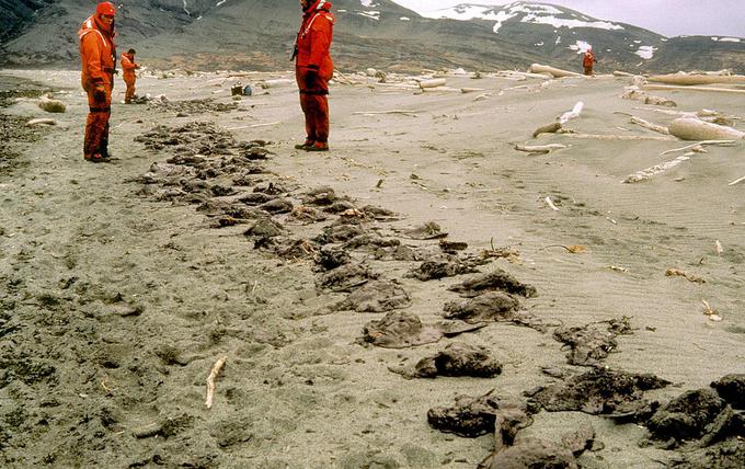 Z nafto prekrite poginule ptice na aljaški obali.  | Foto: ARLIS / Obalna straža ZDA