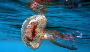 Pozor! Meduza mesečinka pri Kamenjaku je lahko zelo boleča #foto