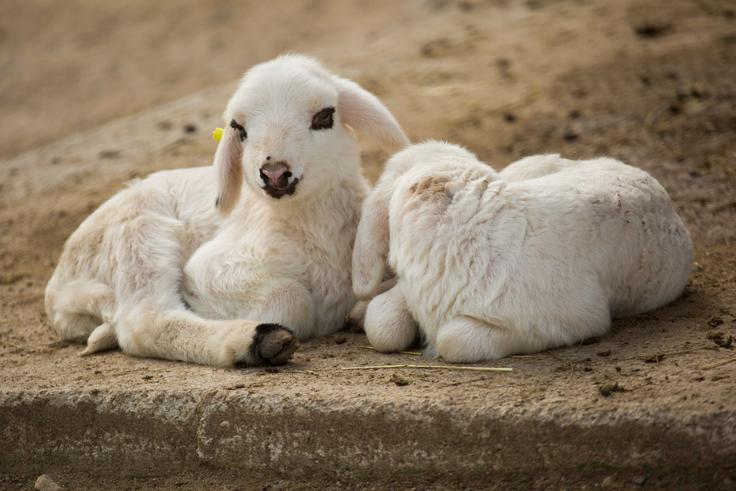 solčavska ovca solčavska ovca | Foto: ZOO Ljubljana