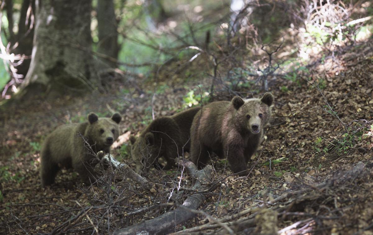 medved | V Pirenejih trenutno živi okoli 40 medvedov, Francija pa jih je tja začela naseljevati iz Slovenije v letu 1996. | Foto Reuters