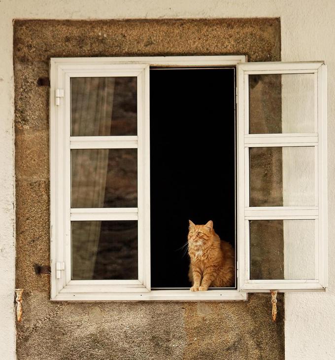 maček okno hiša | Foto: 