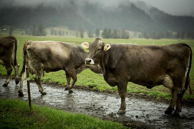 Krave se večino leta pasejo po pašnikih. | Foto: Ana Kovač