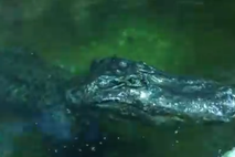 Hitlerjev aligator
